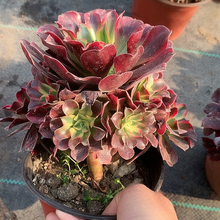 幸**妮302美杜莎多肉植物