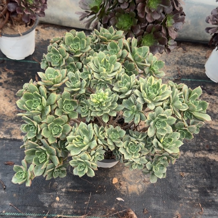 白金两单包邮。          