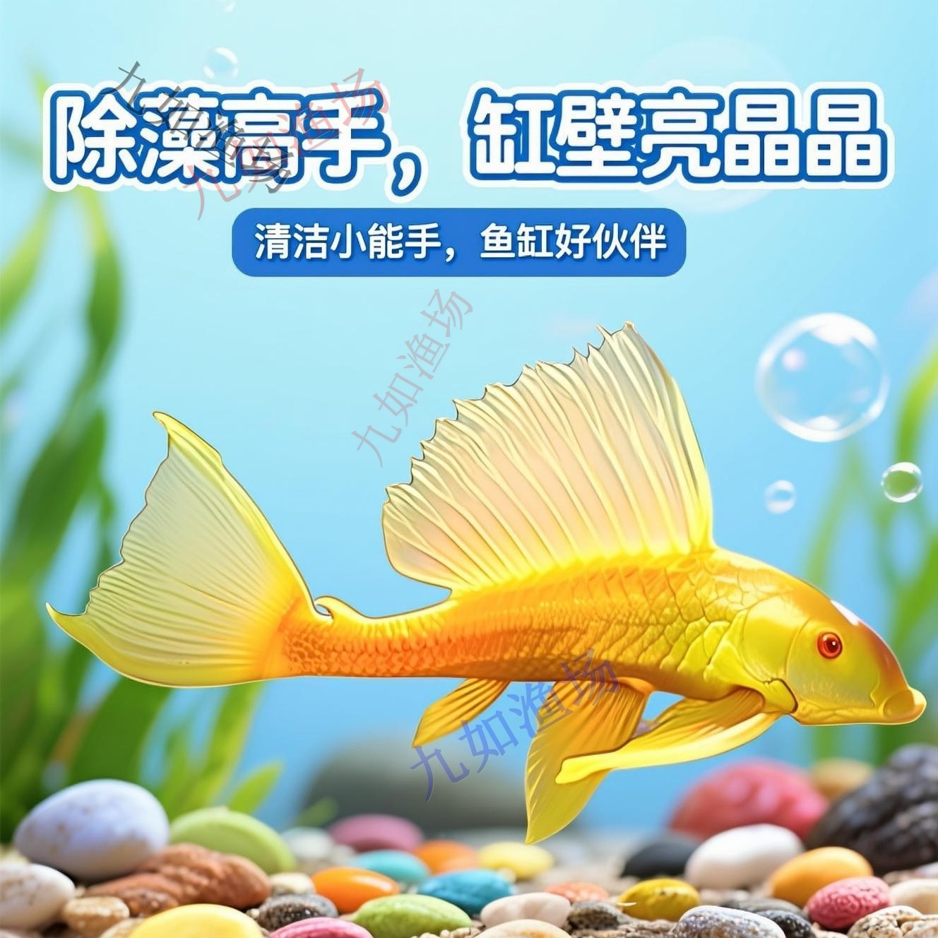 【1W+人购买】红眼女王大帆鱼清道夫清洁除藻清道夫净化胡子鱼