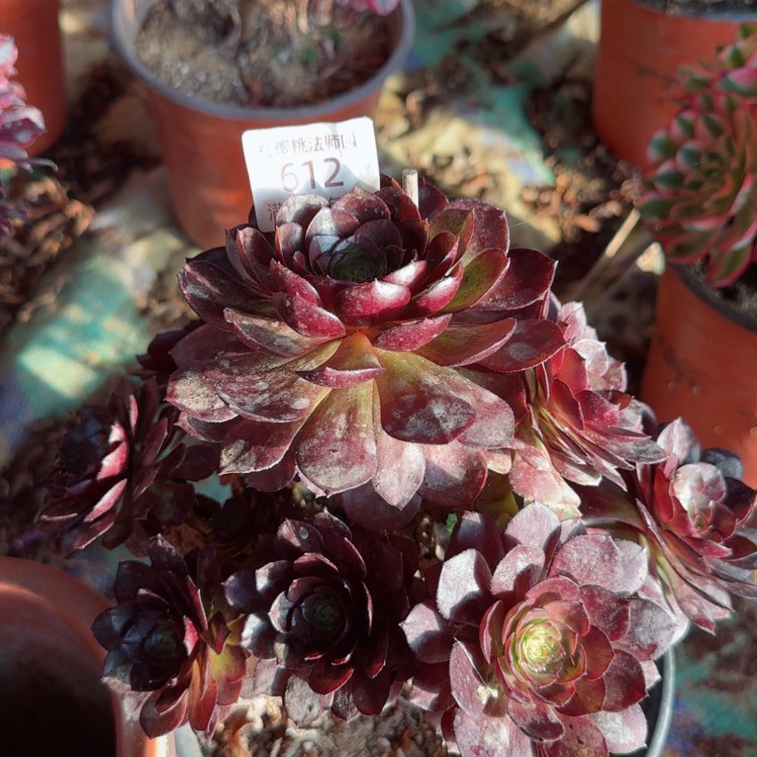 炽焰莲法师多肉612