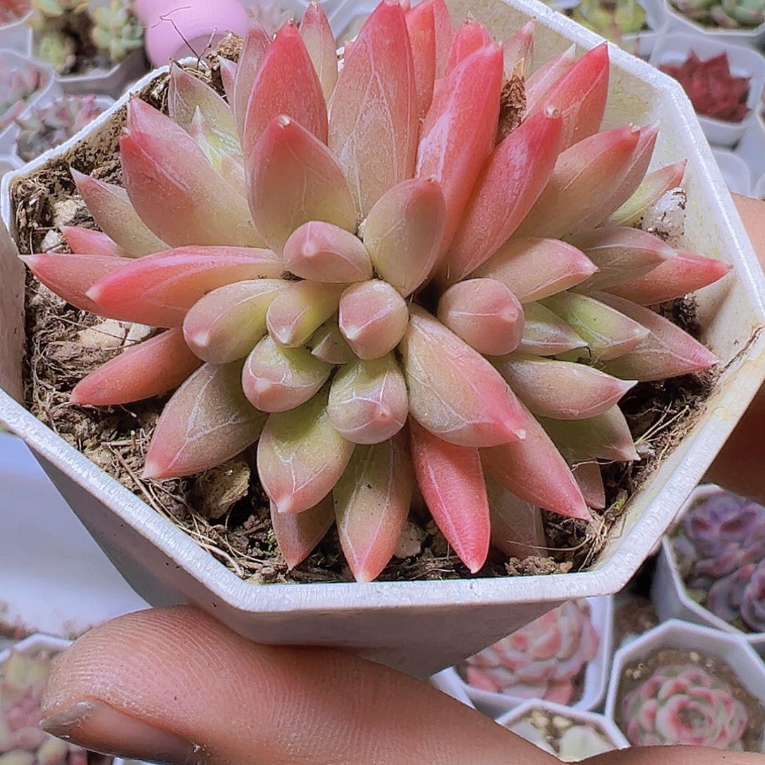 炫彩星群生19包邮