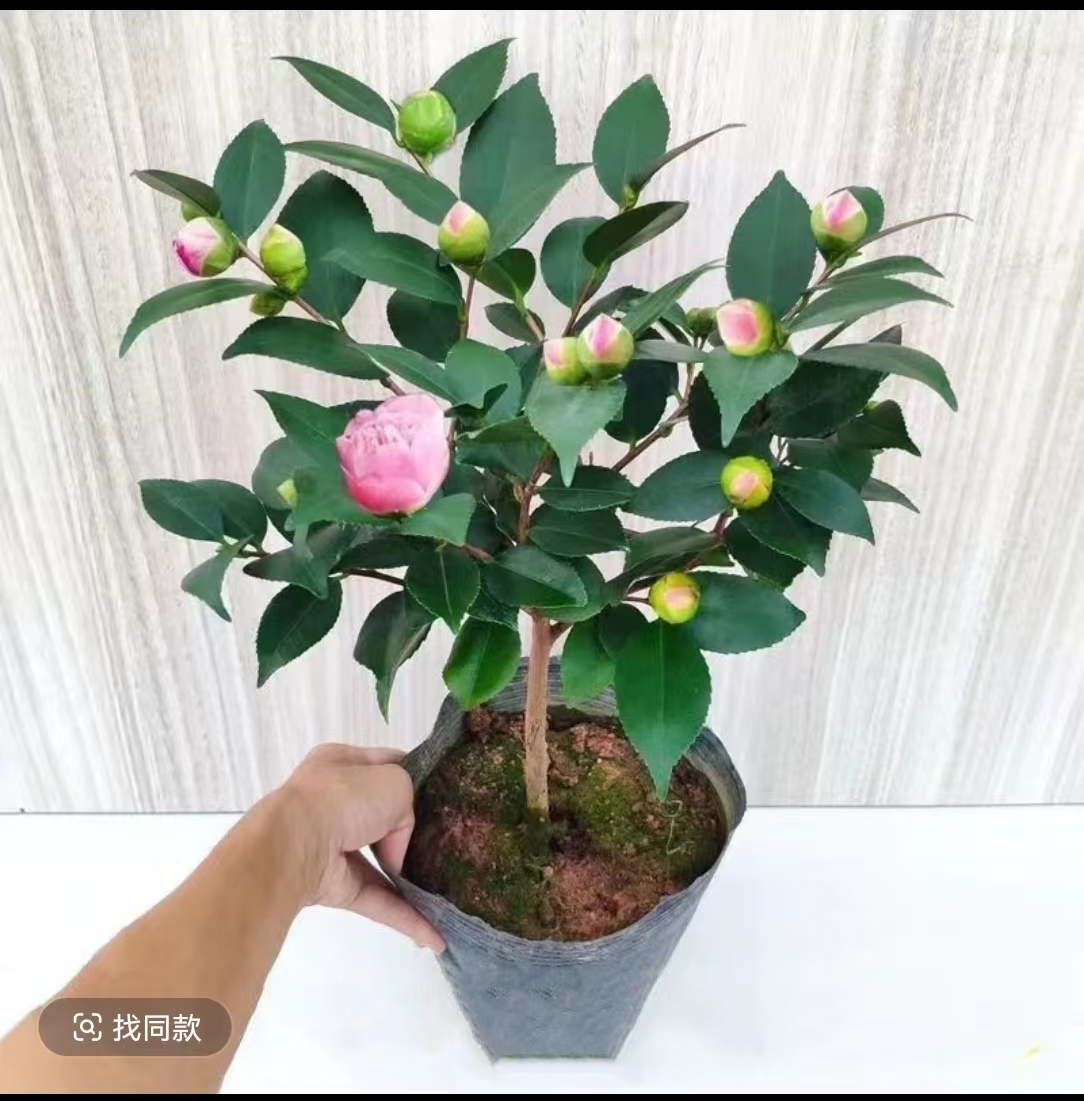 精品3年香妃茶花盆栽花卉植物室内花庭院阳台好养活绿植基地直销
