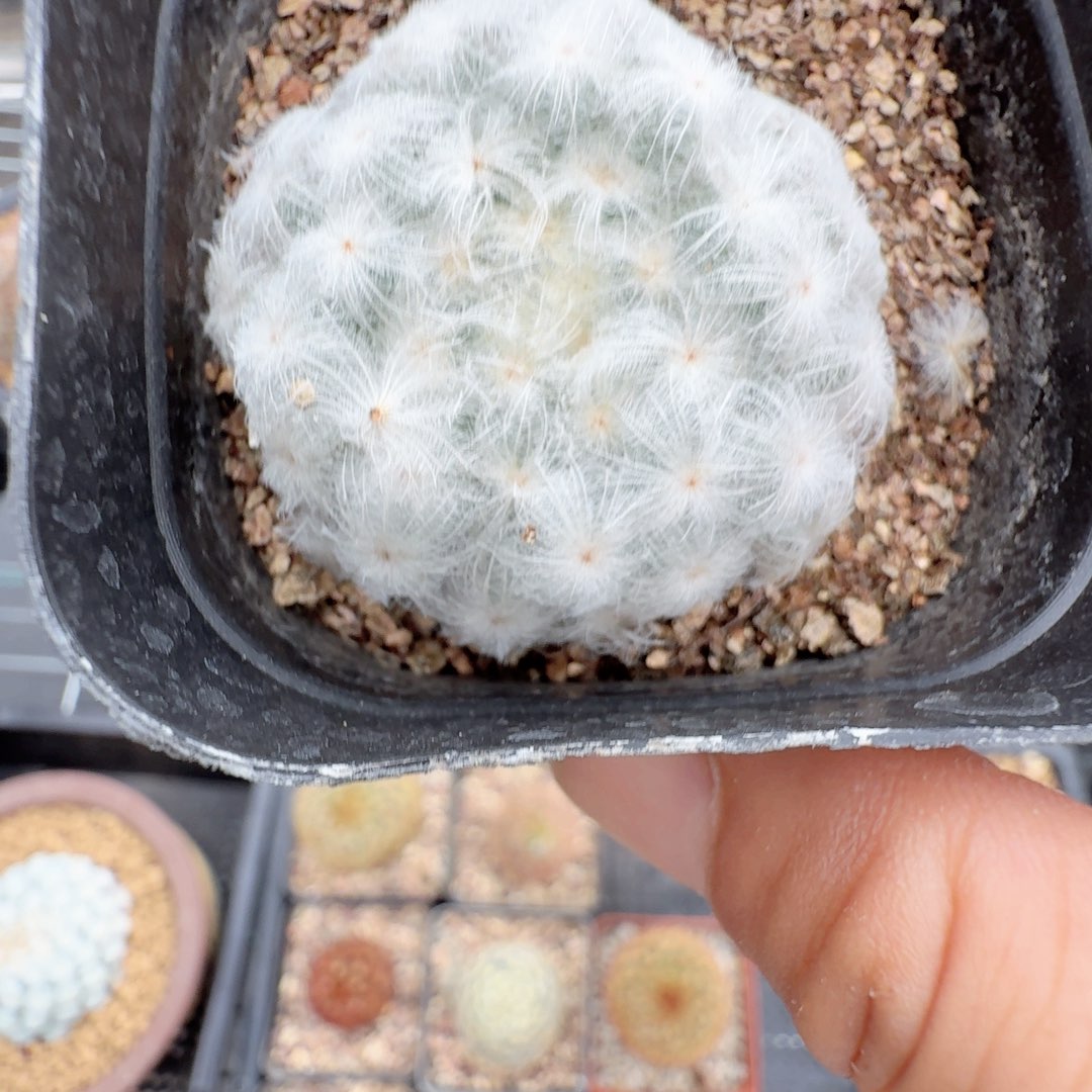 蒲公英白星晨夕花坊