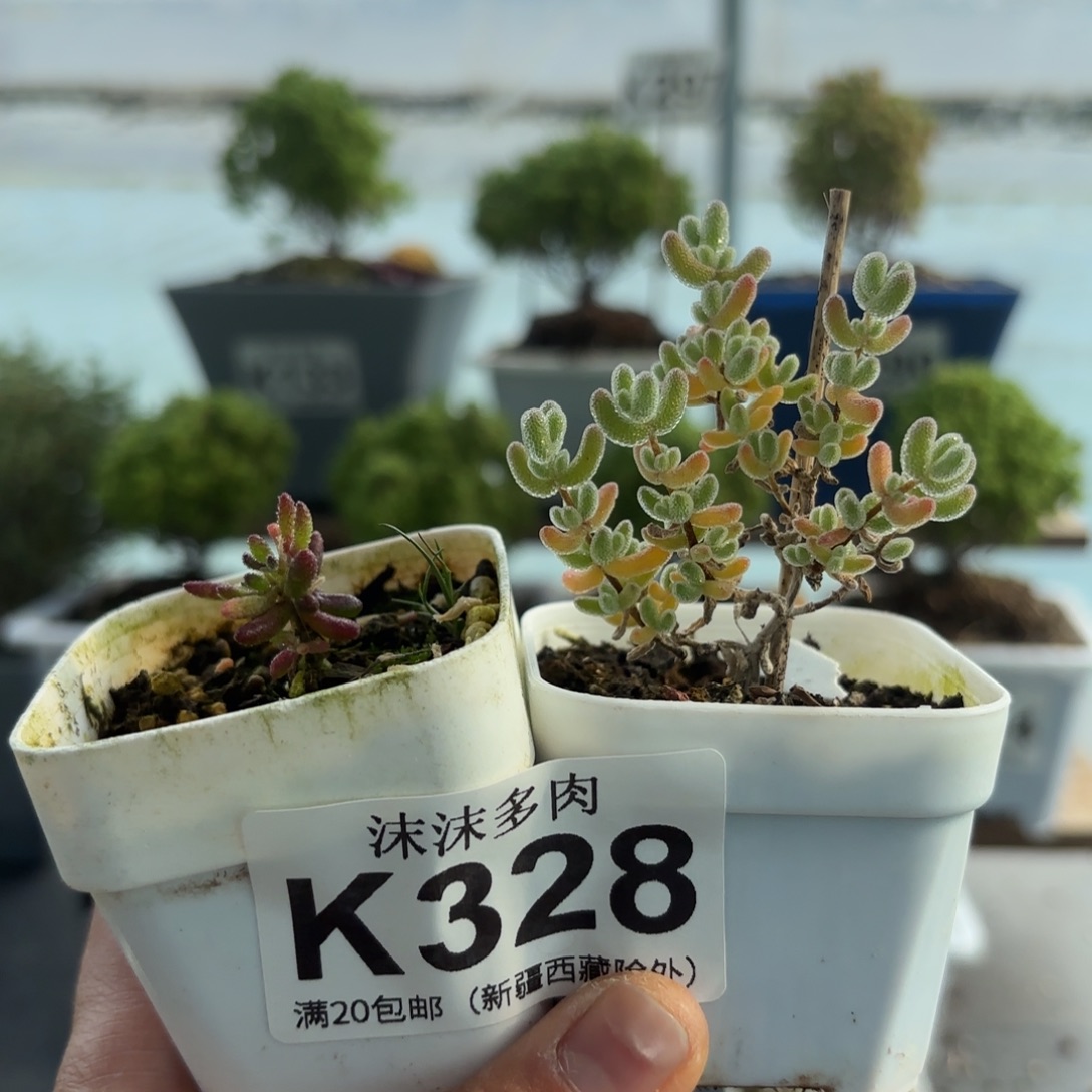 228红麒麟和冰晶组合