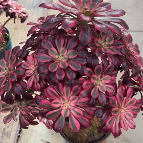 236香奈儿多肉30厘米左右