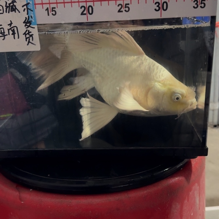 嘎***嘎蝴蝶鲤鱼蝴蝶鲤118瑕疵