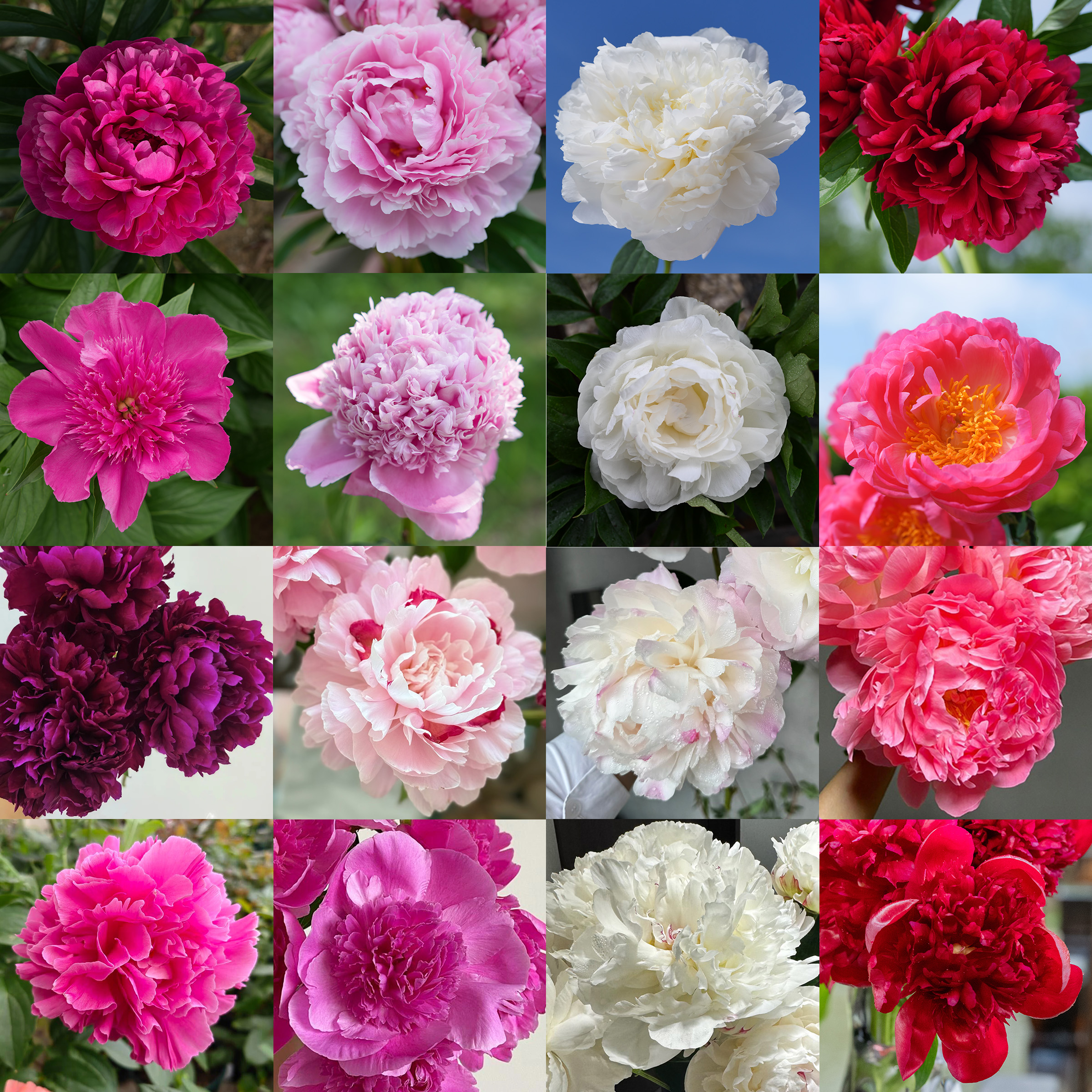【一物一拍】王安园艺精选芍药地栽盆栽种苗(181-210)