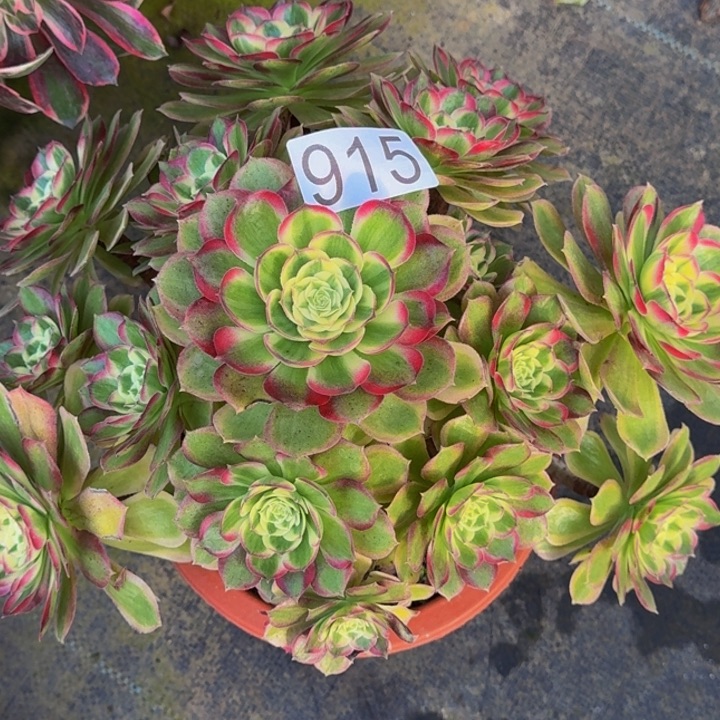 000000000915福利价