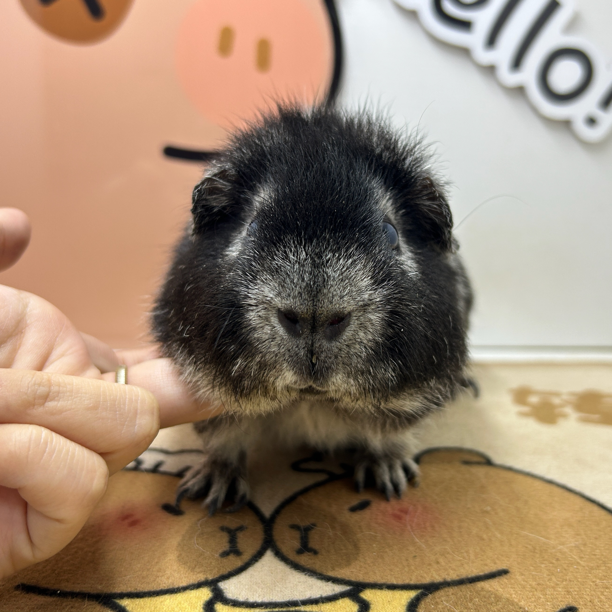 宠物豚鼠fox福克斯稀有色美泰荷兰猪弟弟