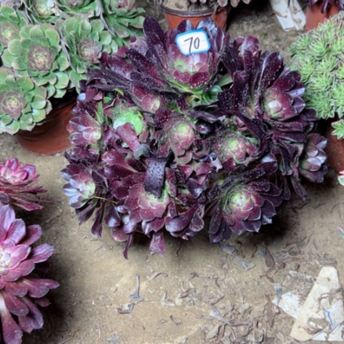 【闪购商品】多肉植物满江红70