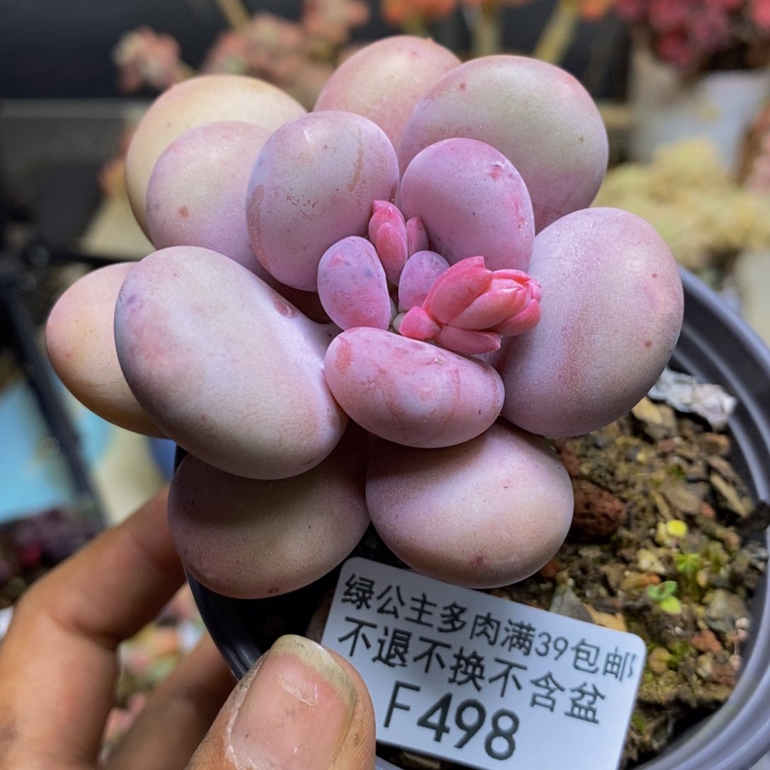 498彩虹奶多肉7c m