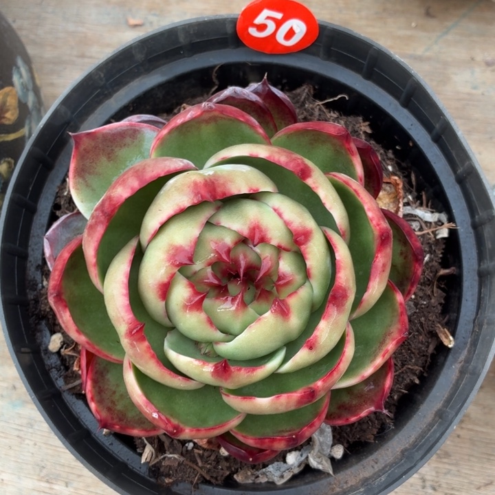 多肉植物 惊鸿仙子-4