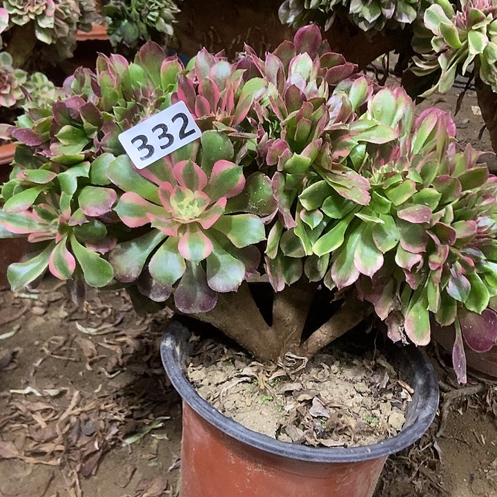 332香妃缀化老板子法师