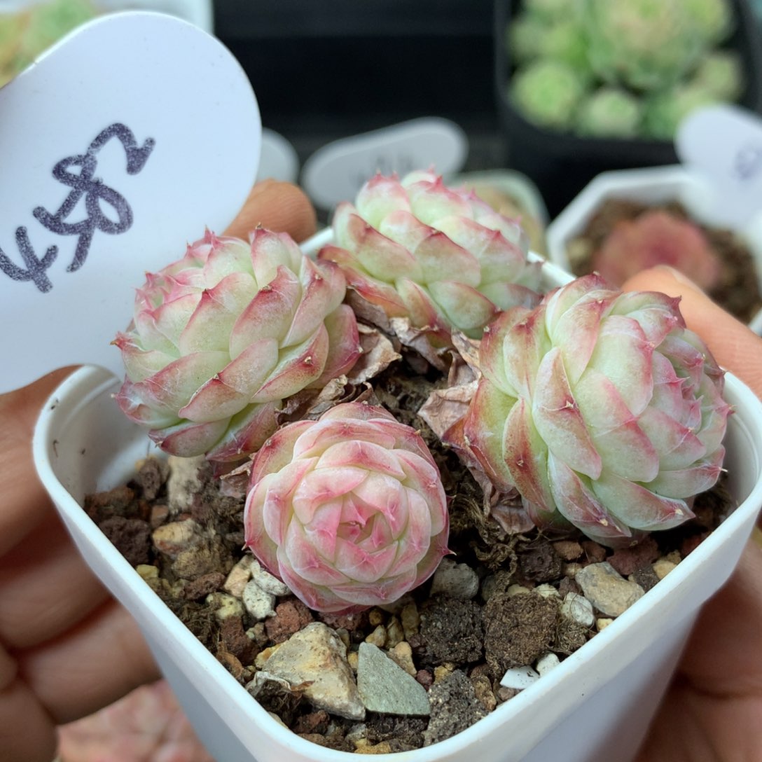 蔷薇珍妮4头群4582