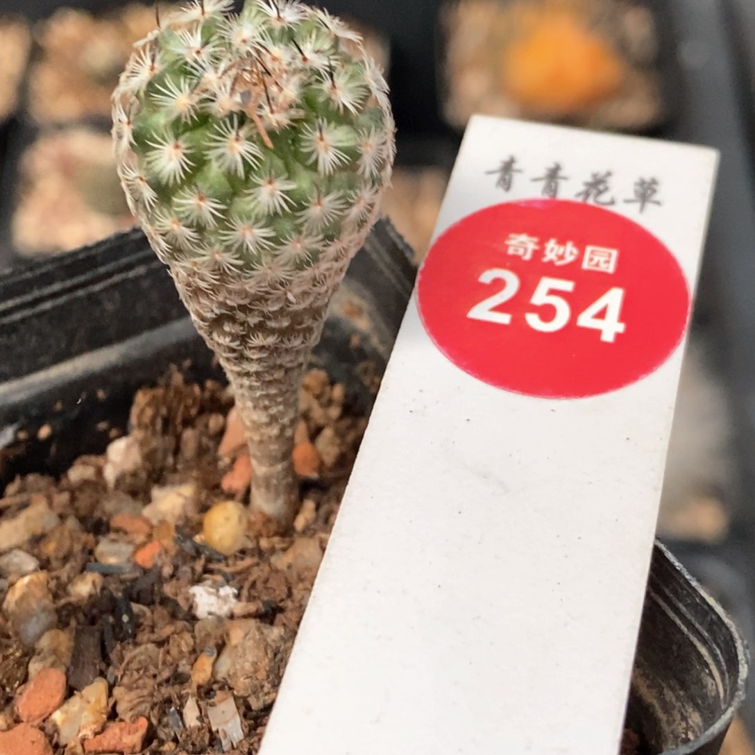 实生赤花美针玉1.8cm