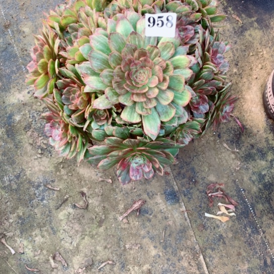 多肉植物红丝绒958