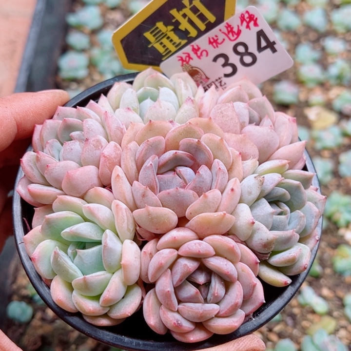 多肉植物多肉植物