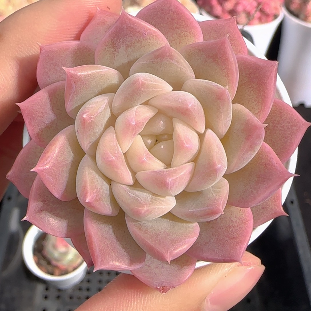 多肉1226-267福利福利