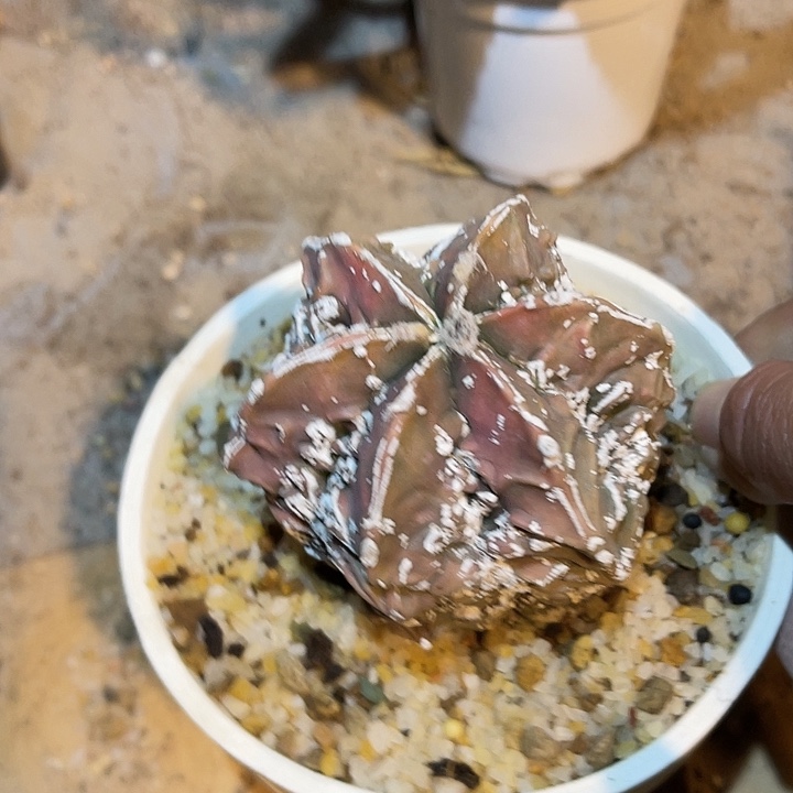 满38包邮2天凑单，脱土晾根年后发货多肉