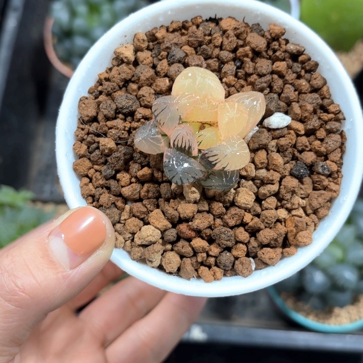 冰灯玉露锦多肉植物