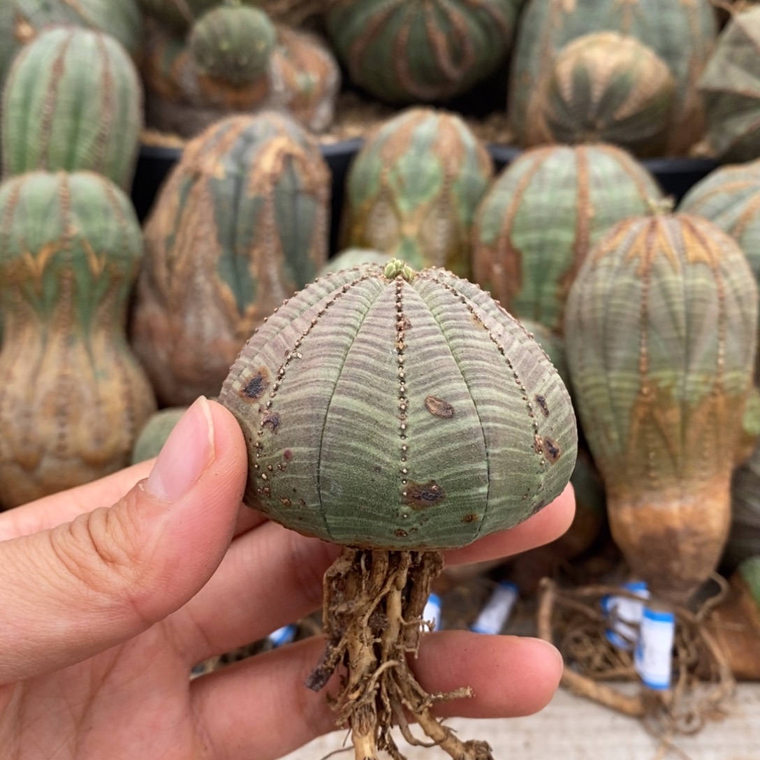 5欧系实生布纹球一物一拍