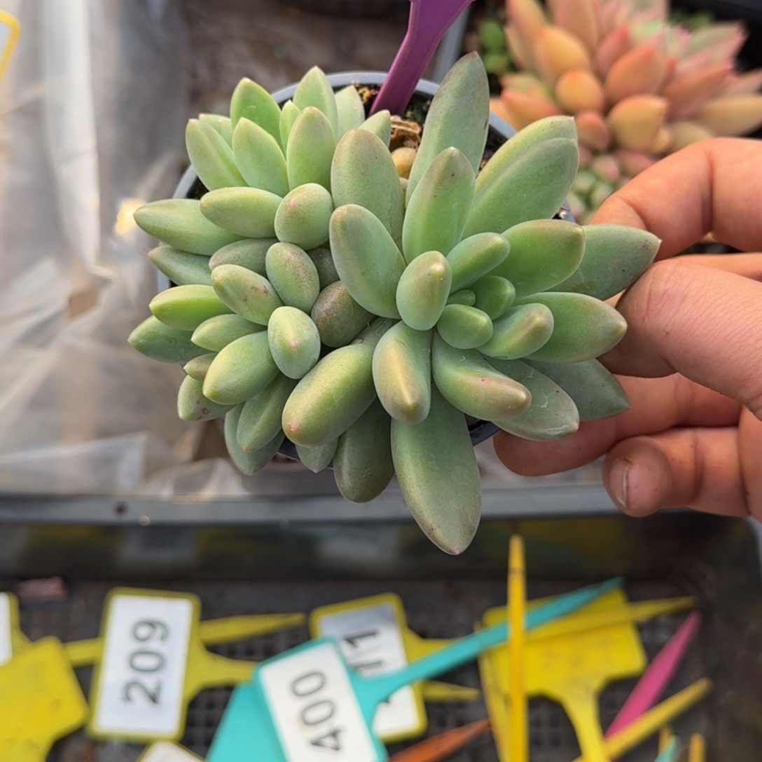 多肉植物橙色奇迹783