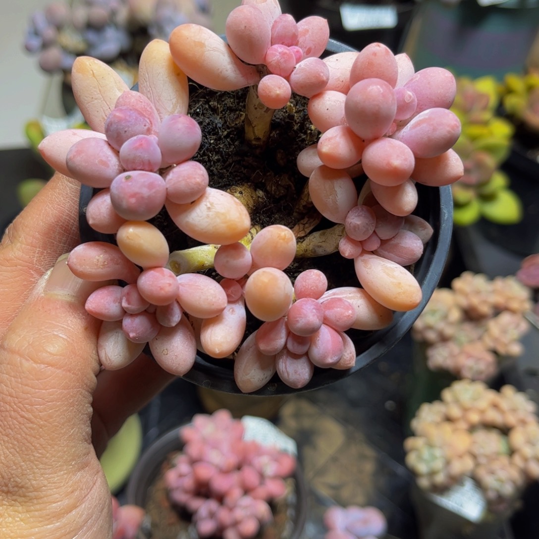 544香水手指奶10厘米多肉