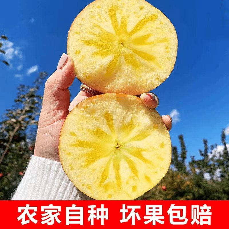 【新疆直发】阿克苏冰糖心红富士丑苹果新鲜当季脆甜多汁水果阿克苏