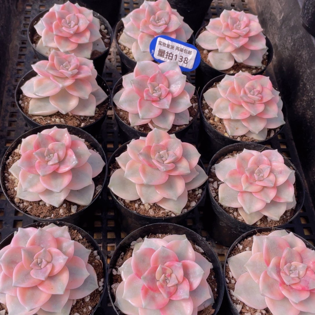 量拍138号 紫乐锦单头一个