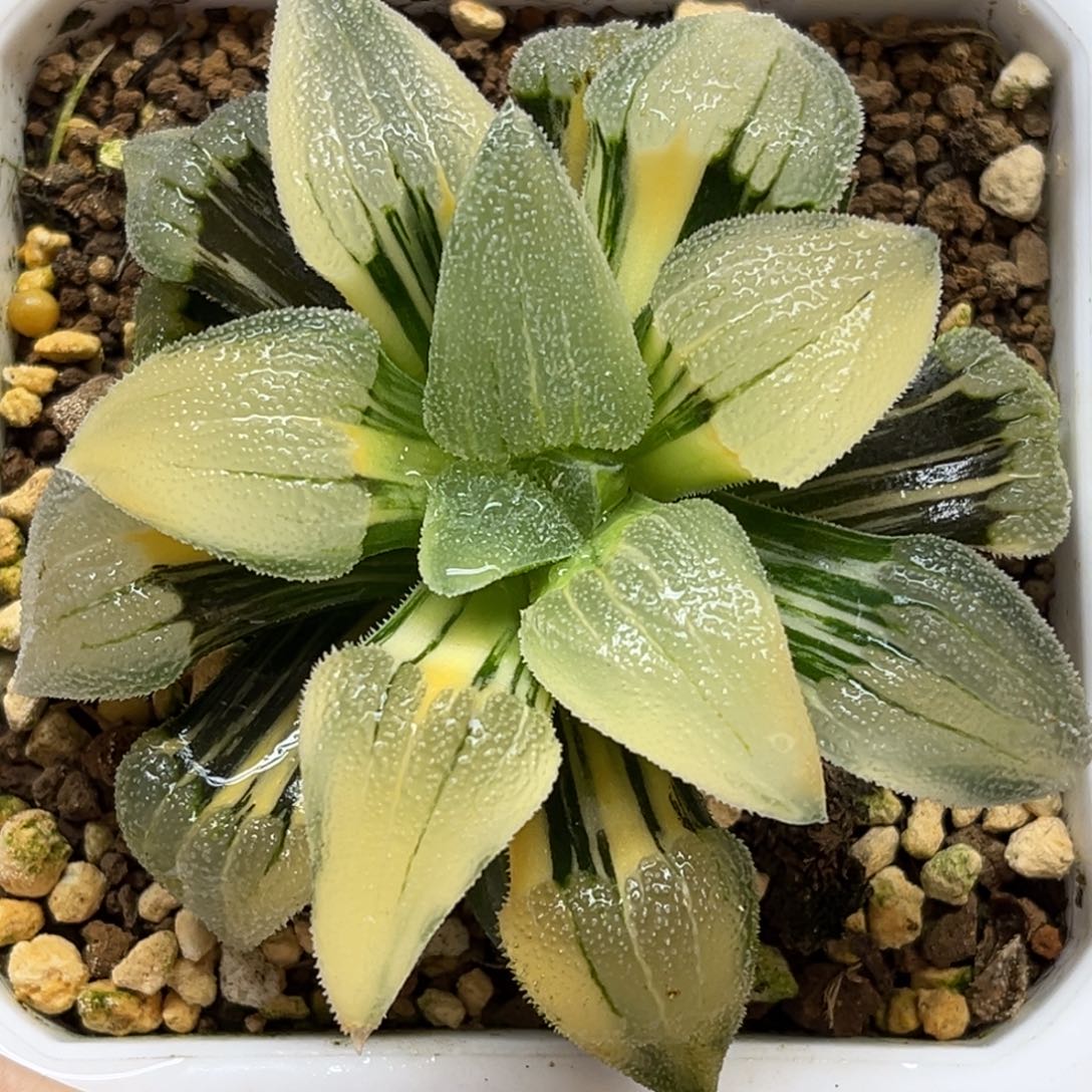 22非组柳叶蓝光磨面寿锦母本福利专场