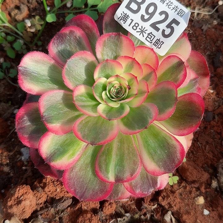 多肉法师海神朵朵