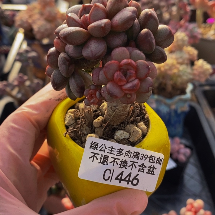 葡萄老桩446多肉植物