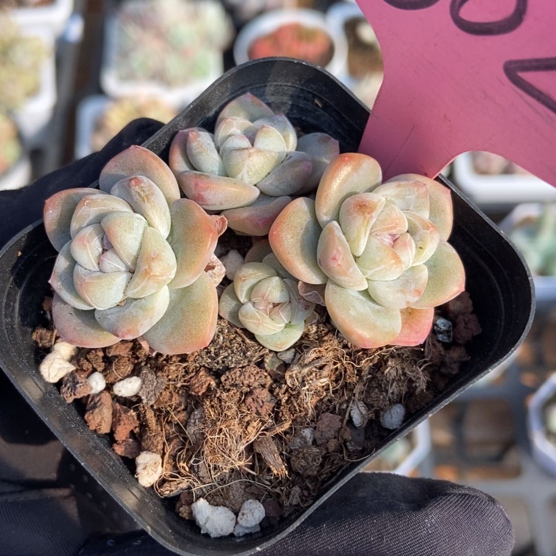 602冰玉多肉植物保护