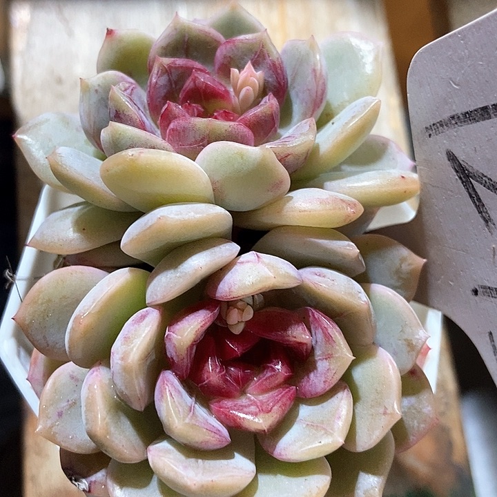 多肉植物糖果珍妮1273