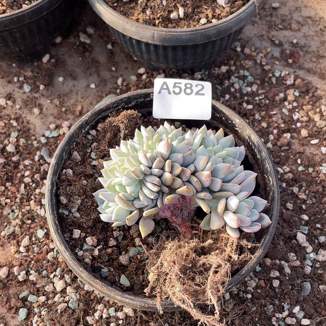 木***兰582多肉植物多肉植物