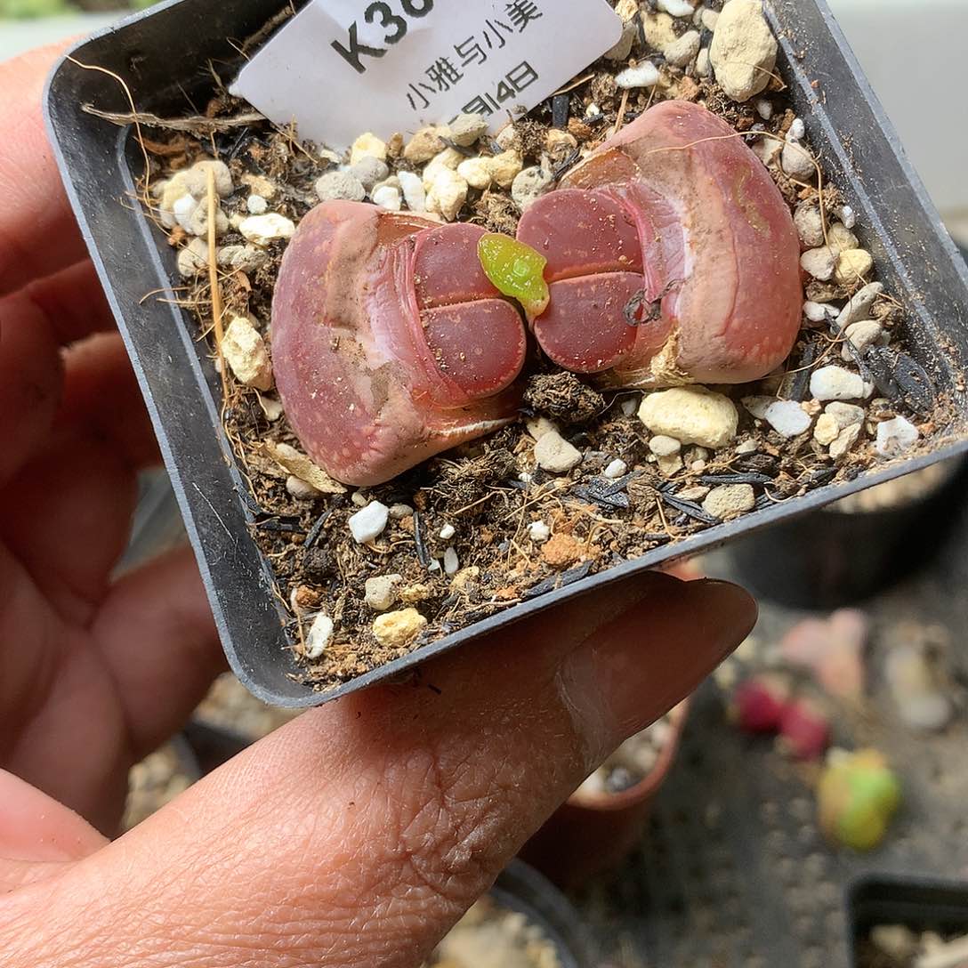 K363多肉植物保护研究所