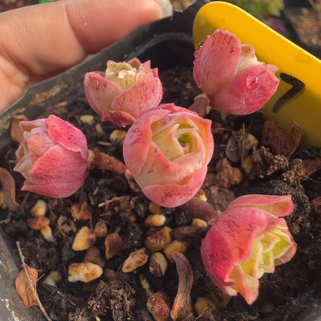 L584半城玫瑰画心不含盆土