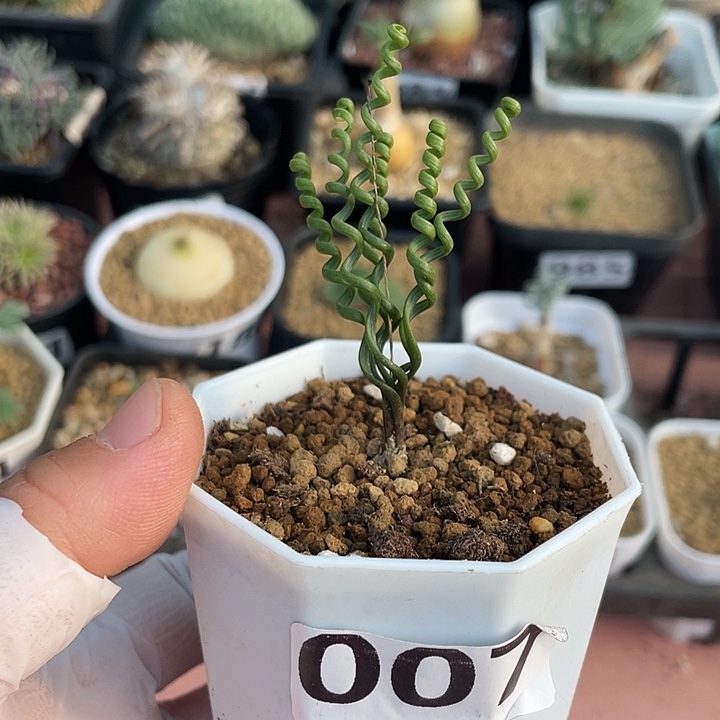 007钢丝弹簧草块根