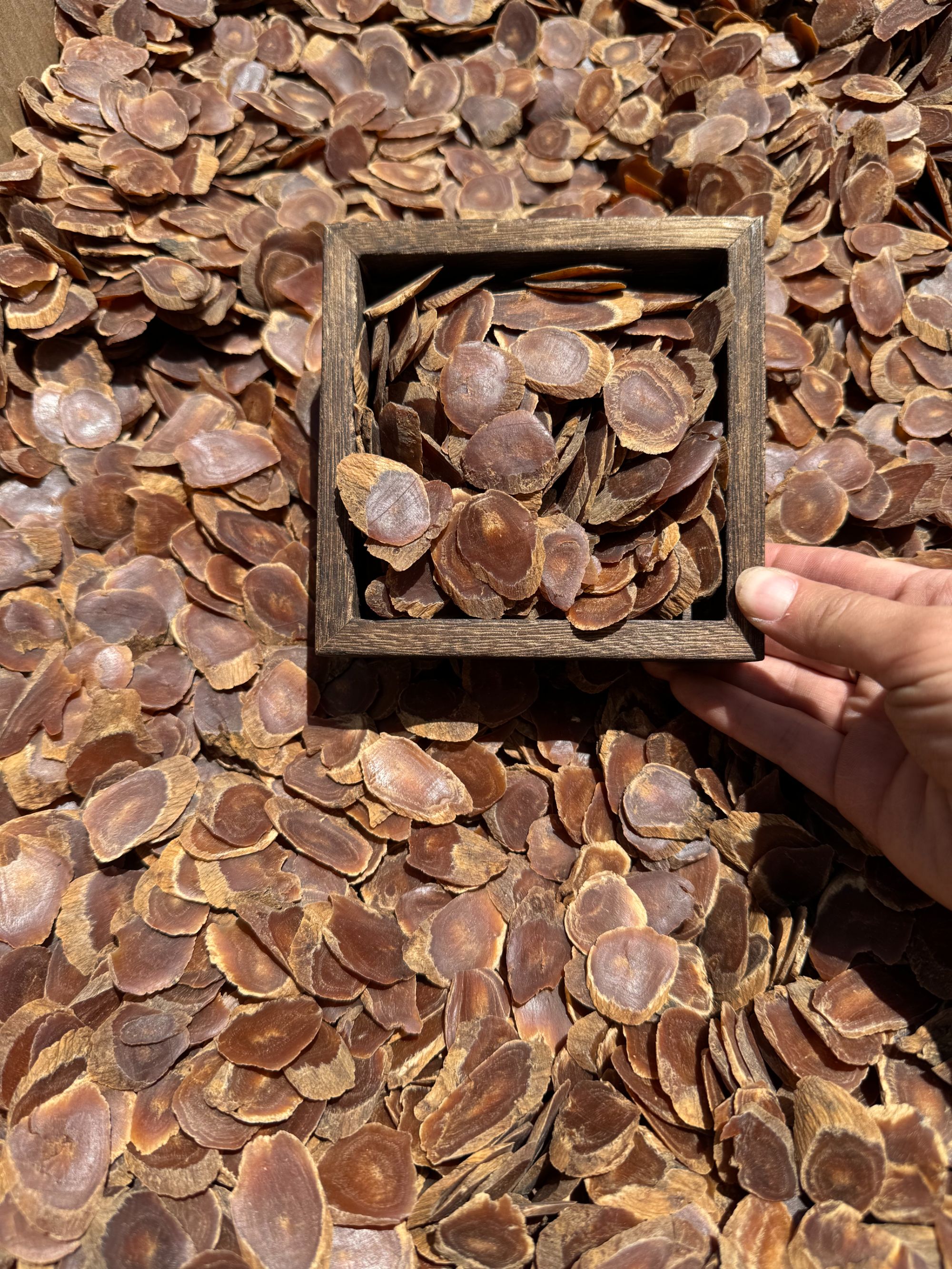 高丽参 纯手工切片
