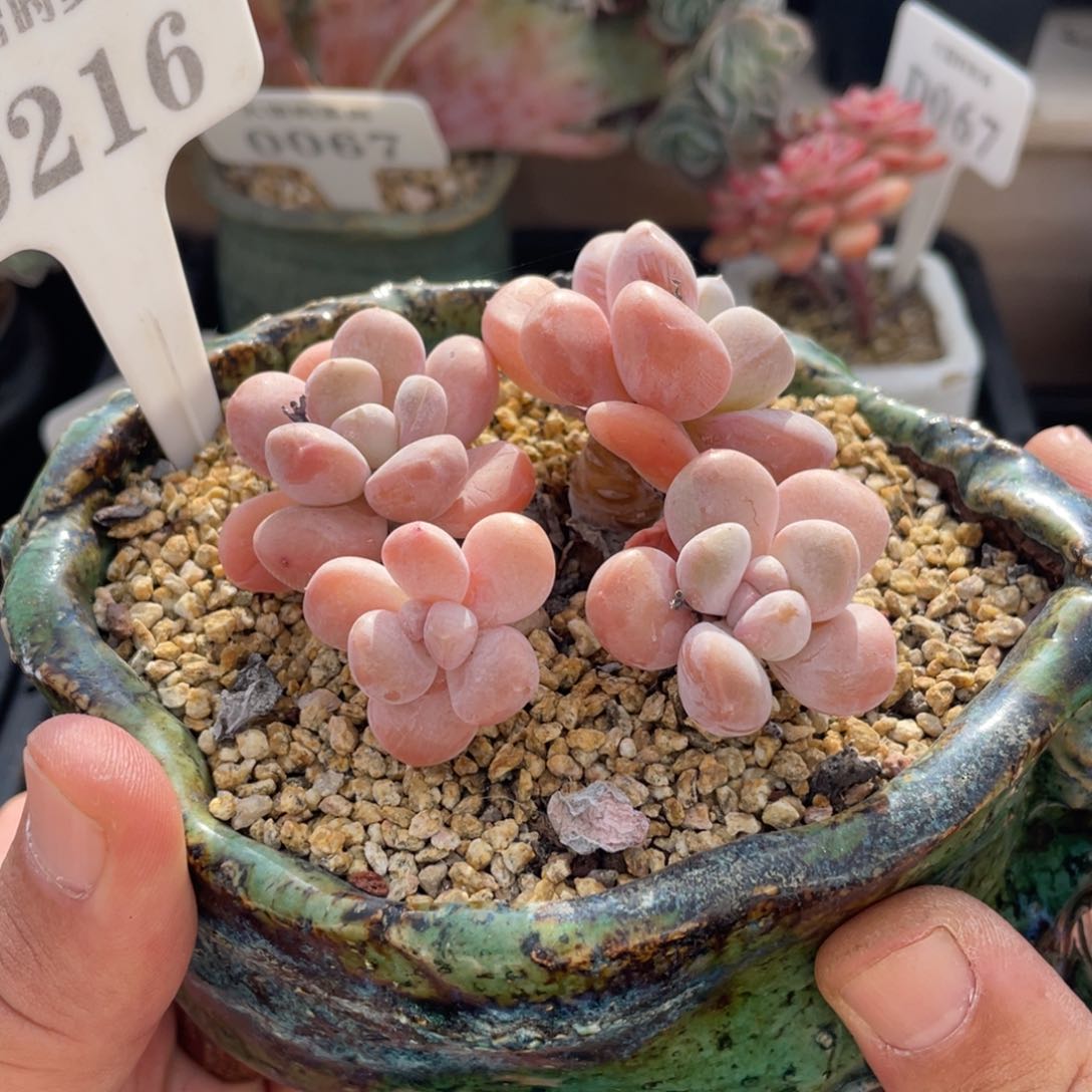 0216香芋不带盆8厘米