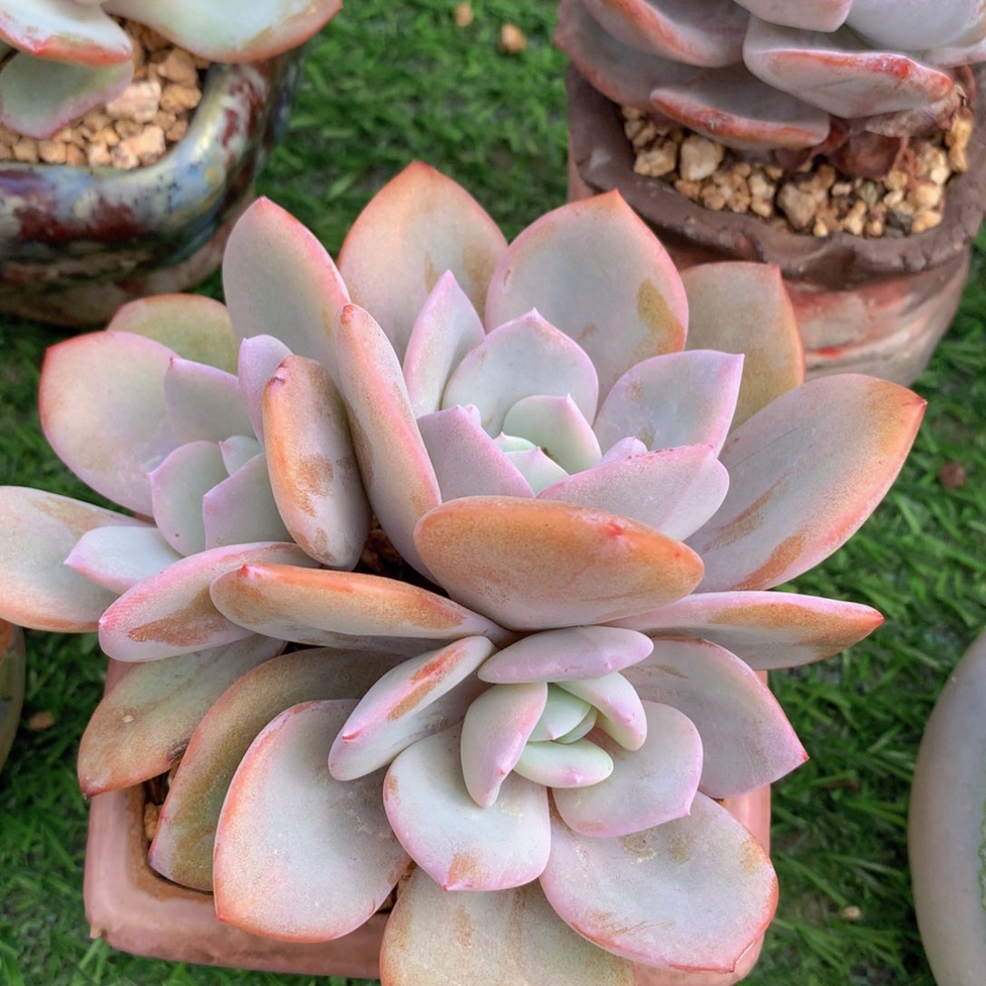 韩版奶茶12 公分一物一拍