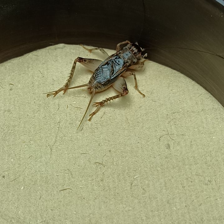 天津雷霆份房精品仿秋