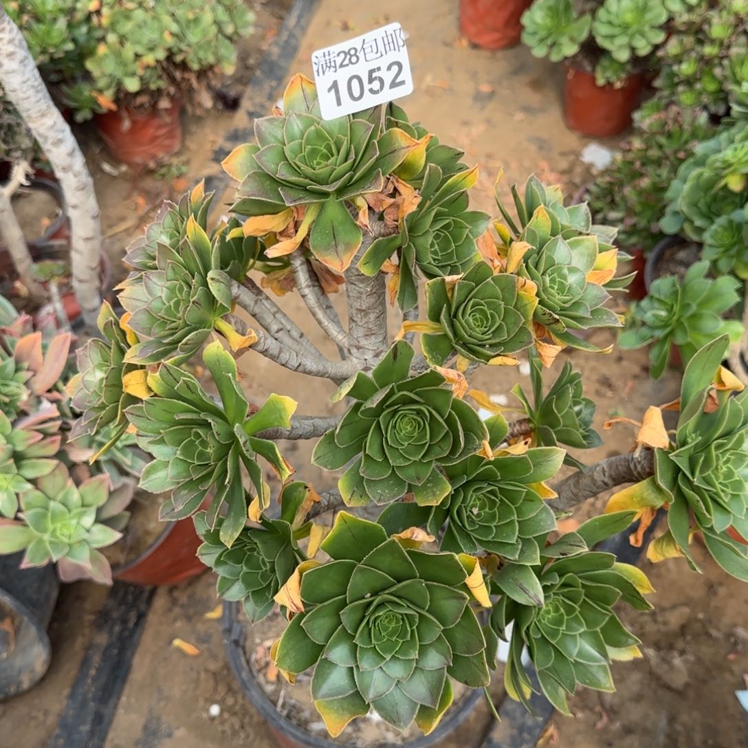 绿豆多肉1052满包邮