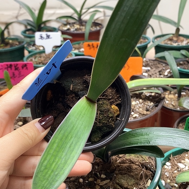 完全开放君子兰君子兰君子兰