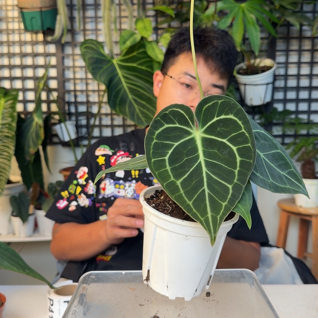 小***筝完全开放一物一拍P39