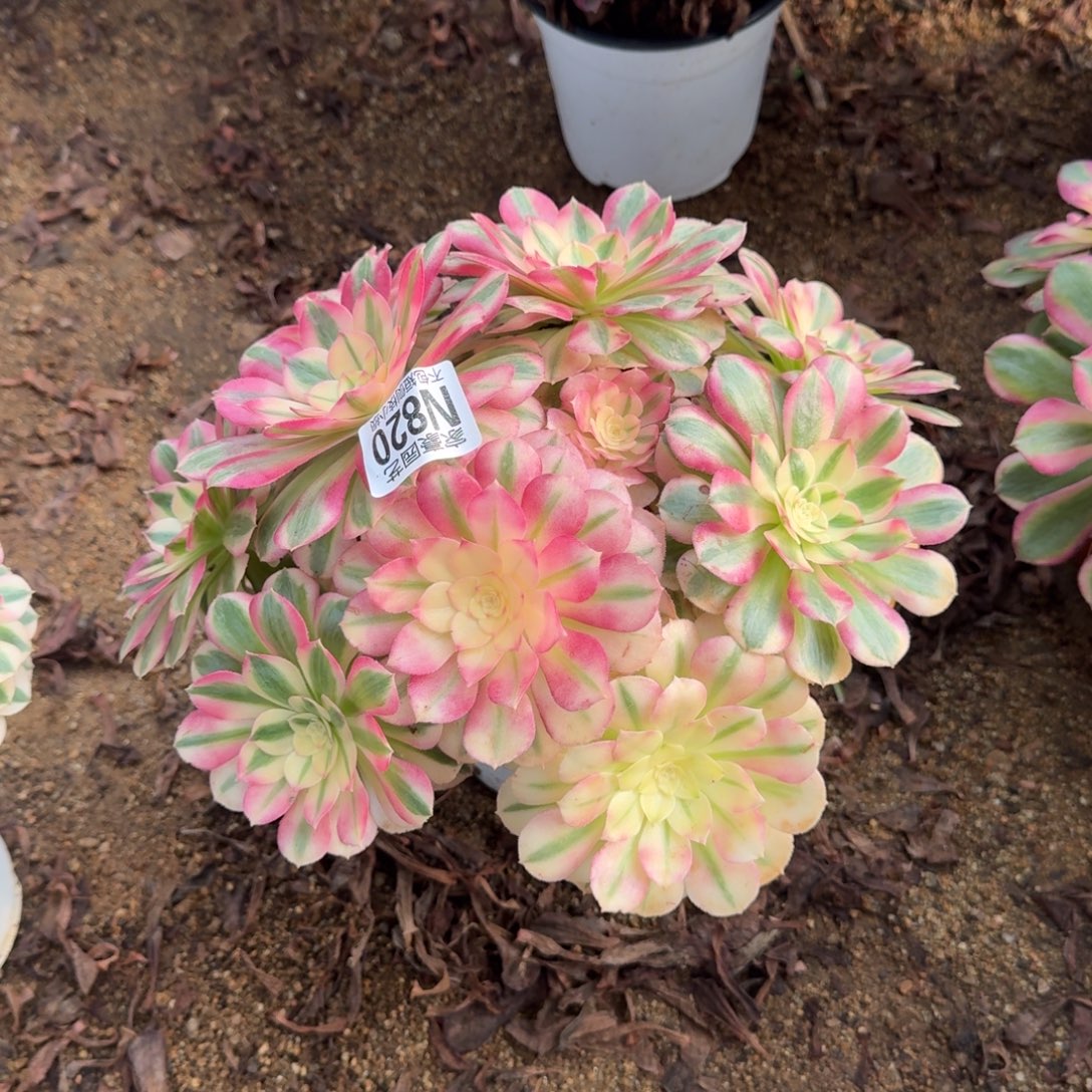 820倾城官服 25左右2