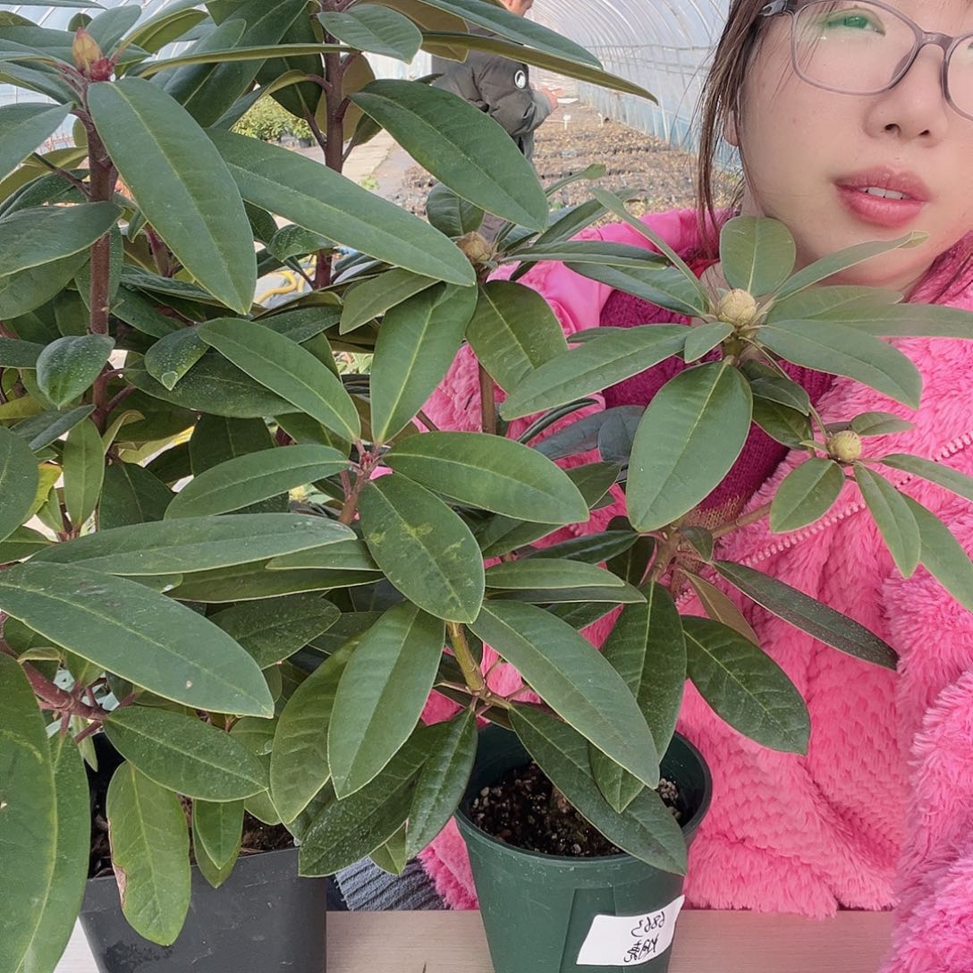 无花朵两颗甜心夫人