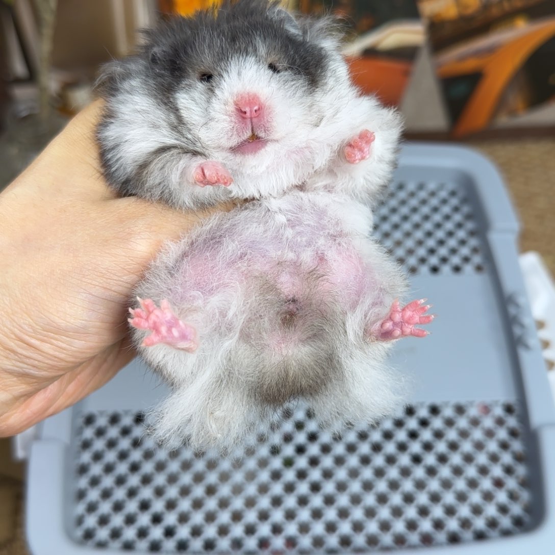 卷毛黑波妹妹8.08生日