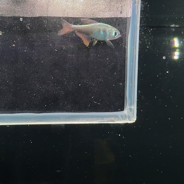 李***金灯科鱼左上缸24号钴蓝2厘米一条