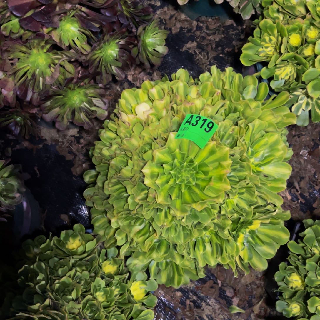 翡翠琉璃法师1-22